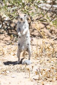 Prairie Dog